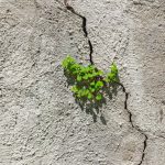 Green plant emerging through a cracked concrete wall, symbolizing resilience and natural growth in an urban environment.